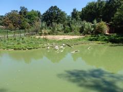 101PARC AUX OISEAUX DANS L AIN 2016 1_000028